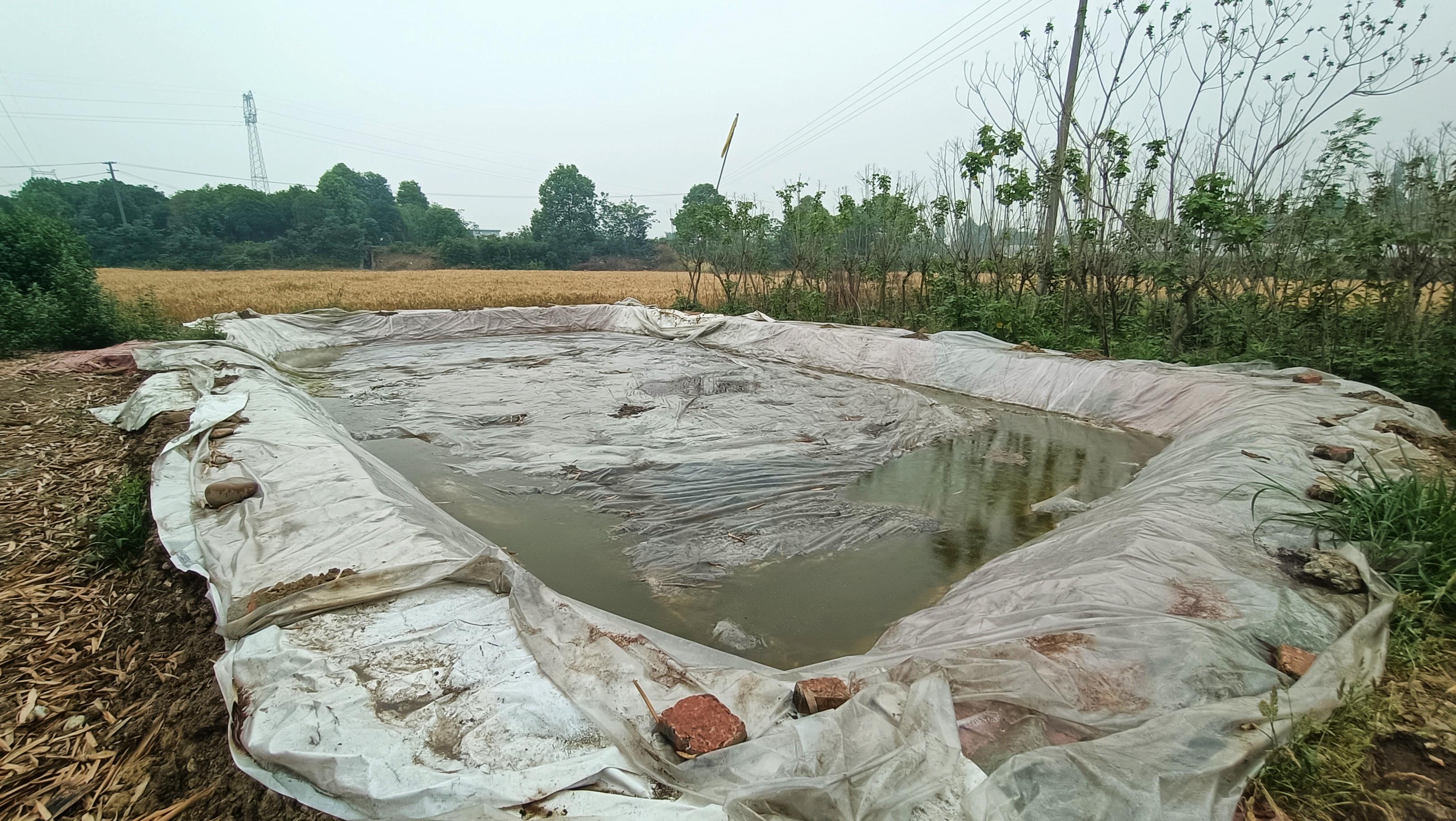 蔬菜酵素发酵技术,水果发酵的酵素对农作物有什么用