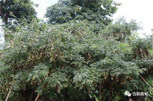 姊佹渤鐗硅壊缇庨鎺ㄨ崘,姊佹渤鐗硅壊缇庨