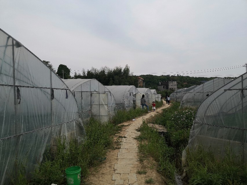 长沙附近摘草莓的地方在哪里,长沙开福区周边摘草莓的地方