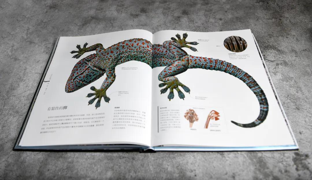 揭秘动物世界的“冷知识”,动物世界中的奇妙之处