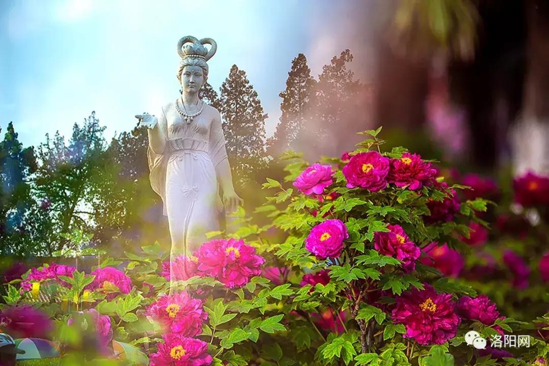 洛阳牡丹花会邀请,洛阳邀请全世界人民看牡丹