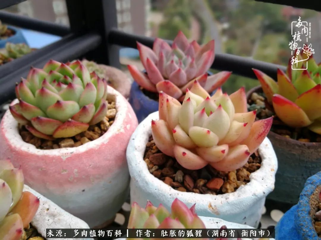 多肉用大盆养好还是用小盆养,多肉用石子养好还是用土养好