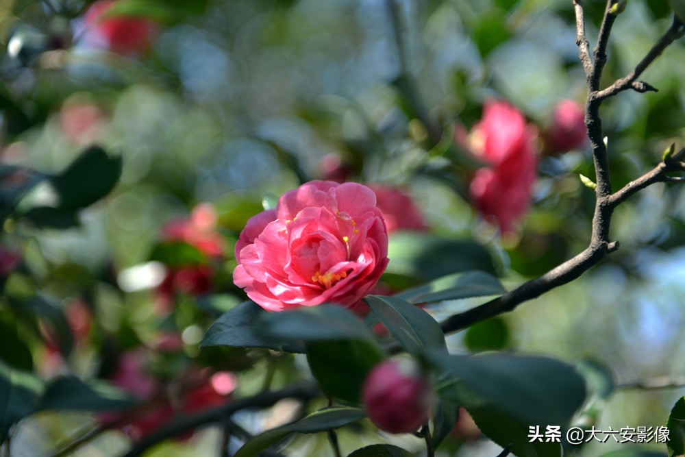 惊蛰到万物复苏的季节,惊蛰到万物醒大班绘本
