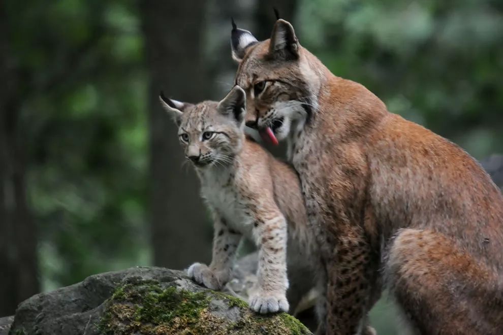 狮子明明像狗为什么是猫科,为啥说狮子更接近猫科