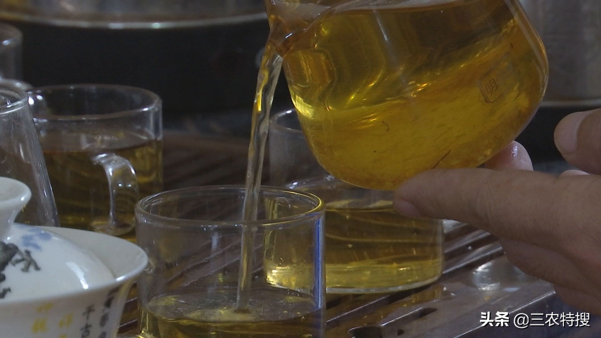 种植金花茶一年赚多少钱,金花茶种植前景与效益