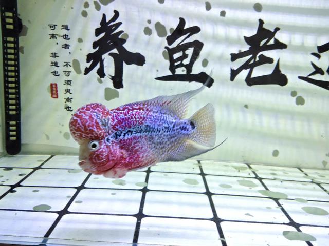 观赏鱼讲解新鱼如何入缸,新入缸的观赏鱼怎么看好坏