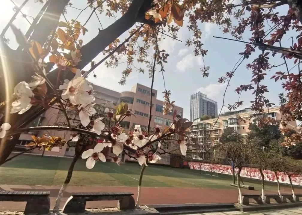 成华区比较好的小学有哪些,成华区小学初中比较好的区域