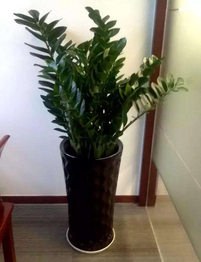 家里三种最旺财的花卉,家里招财旺宅的花