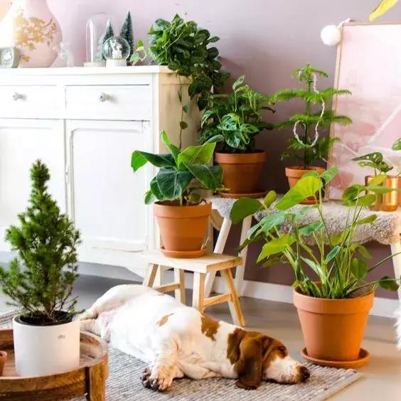 过期的药片丢花盆里花长疯了,家里过期的小药片还可以养植物