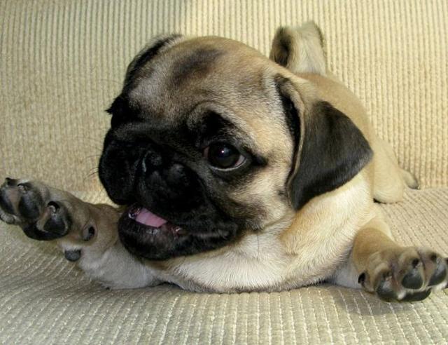 巴哥犬的9大优缺点,巴哥犬优点真不少