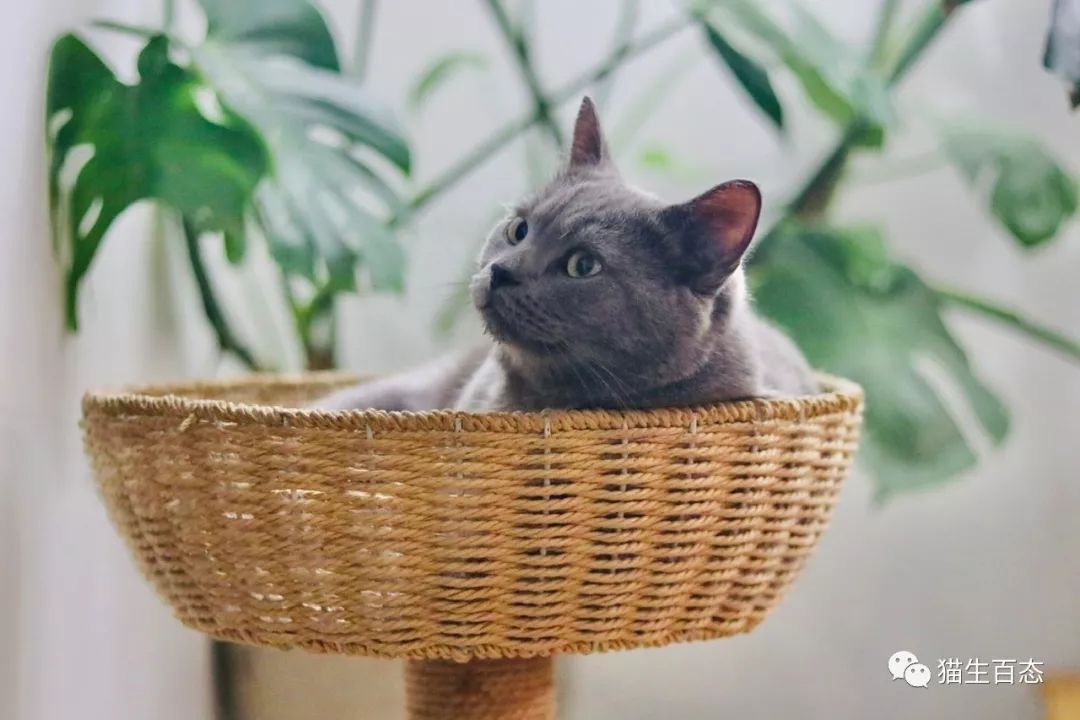 猫癣有那么可怕吗,最可怕的猫癣