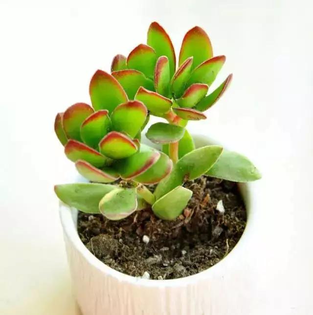 推荐轻松玩转100种常见多肉植物,700种多肉植物图鉴pdf百度云