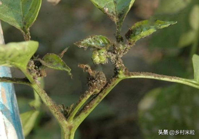 辣椒种植怎样对土壤消杀,关于种植辣椒的病虫害知识