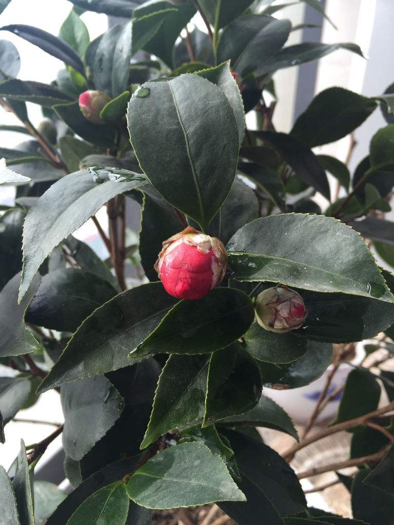 花蕾掉了怎么回事,茶花开花后掉光怎么回事