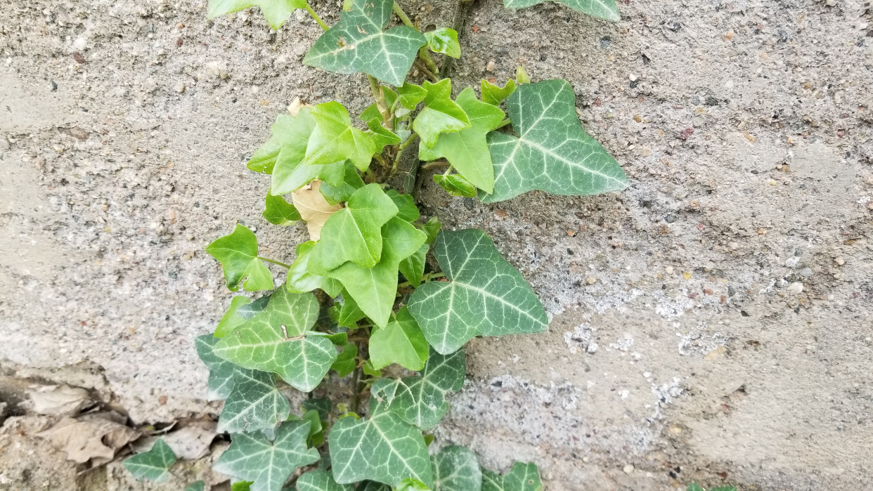 常青藤和常春藤是一种植物吗,常春藤是四季常青植物吗