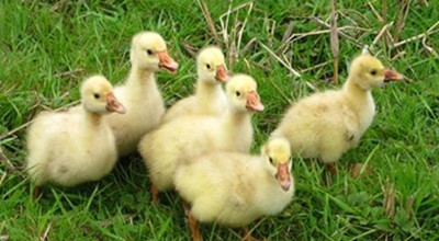 小雁鹅的饲养,雏鹅怎样饲养最好