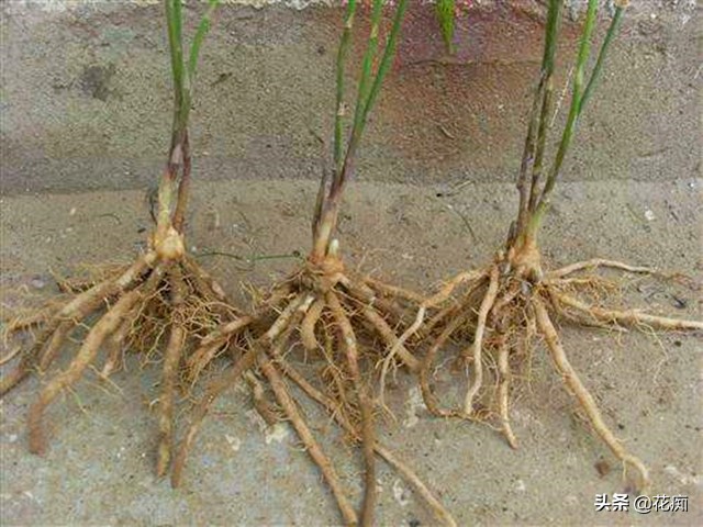 芦笋凭什么能被称为蔬菜之王,什么菜只要种一次年年都能吃芦笋