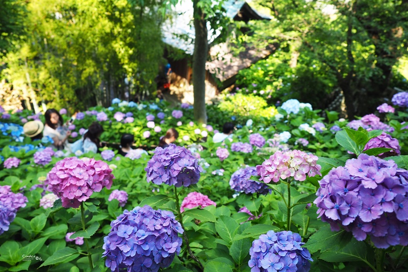 日本东京美食攻略自由行,东京旅游美食自由行路线攻略