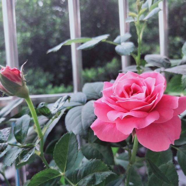 月季感染红蜘蛛后怎么修剪,月季感染白粉病怎么办