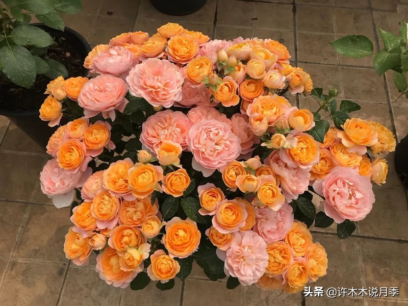 推荐一下多头月季花,100种月季品种大全