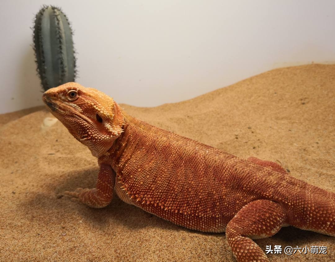 怎么样养好鬃狮蜥苗子,鬃狮蜥是一只养好还是一对养好