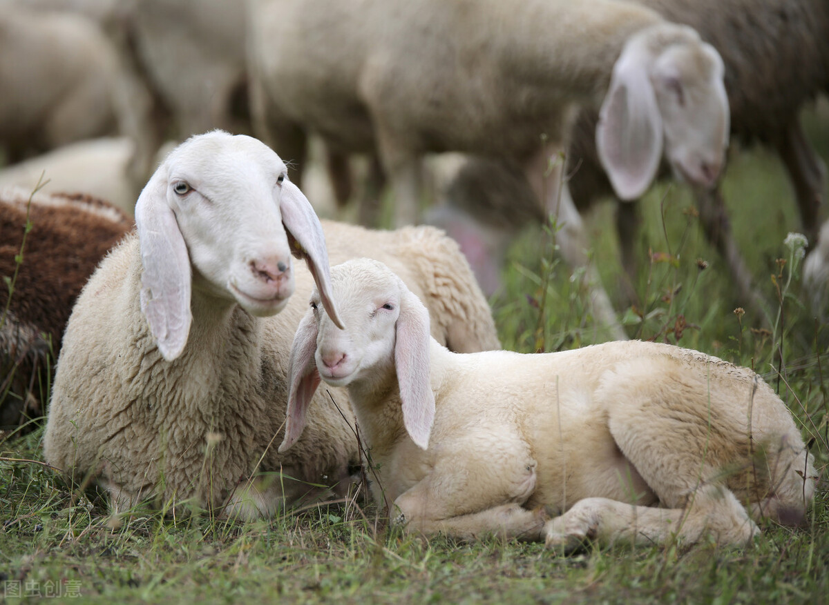 母羊难产的原因及正确助产方法,母羊难产千万不要急教你一招解决