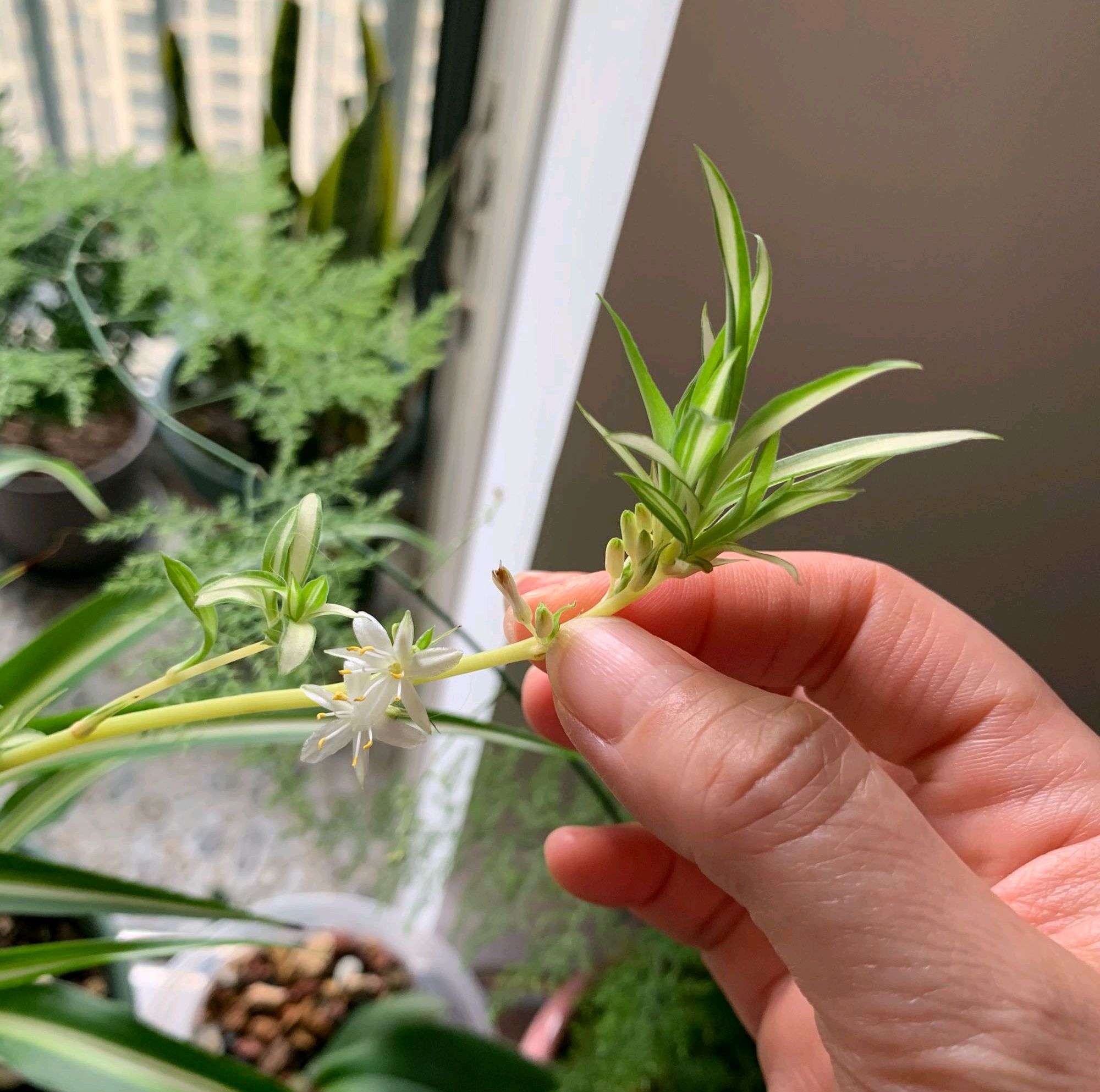 吊兰怎么养才能快速抽藤,吊兰软趴是怎么回事