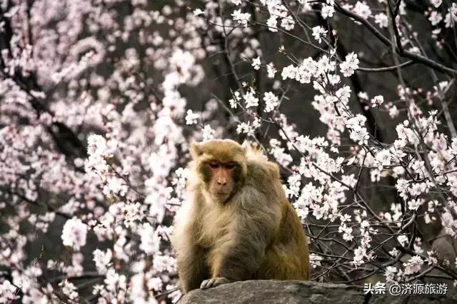 春暖花开踏青热，五龙口景区迎来春游小高峰！