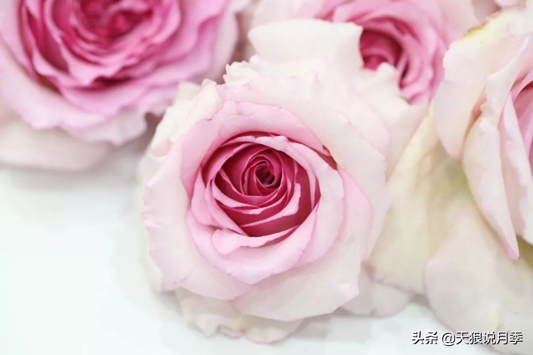 都说“最美人间四月天”，应该就是月季开花的模样吧！