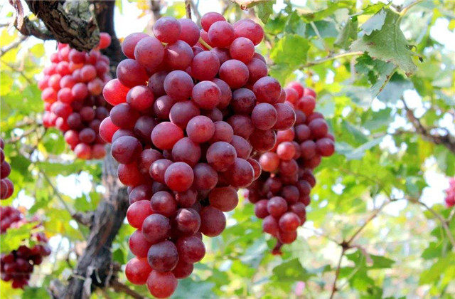 贵妃玫瑰葡萄介绍,贵妃玫瑰葡萄管理技术