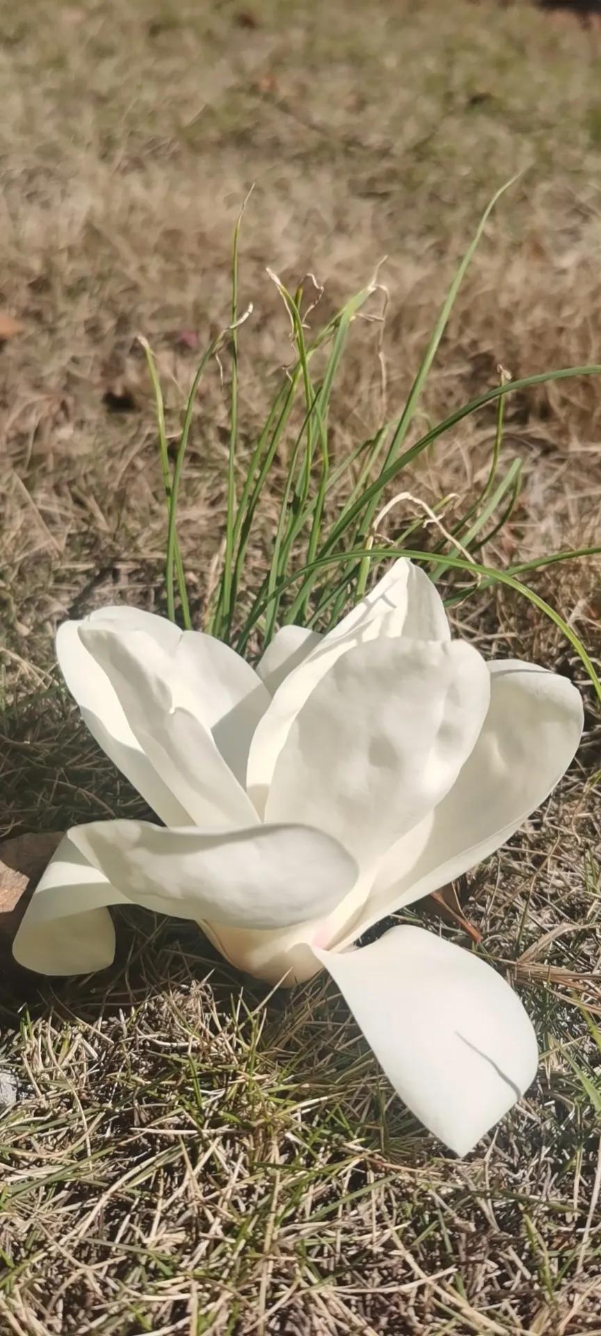 狐臭风波,狐臭治疗的进展