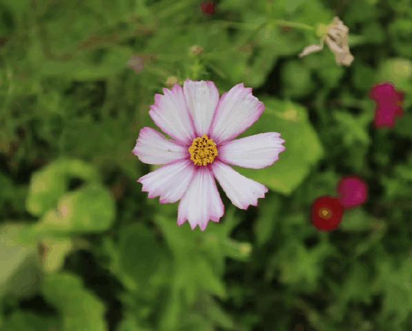 叶南渔村葡萄园,叶南渔村