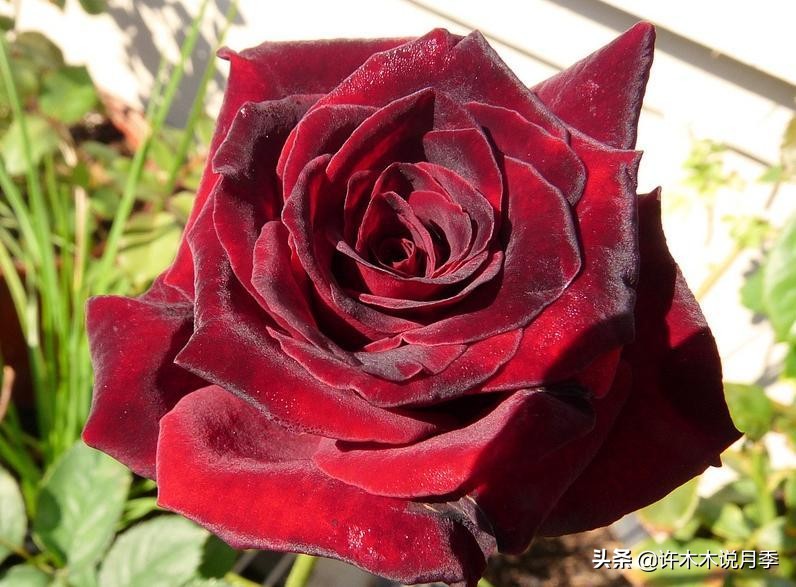 世上有黑色的花吗,世上有黑玫瑰吗