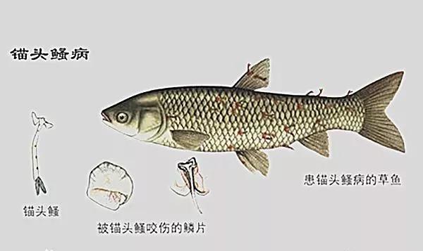 下雨后池塘鱼缺氧怎么处理,夏天鱼塘死鲫鱼怎么回事