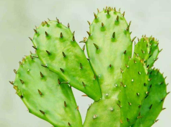 仙人掌长歪了怎么矫正,仙人掌长歪了怎么把它变直