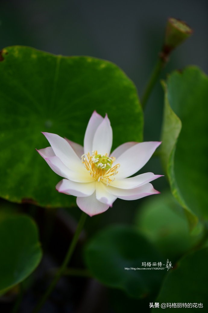 种碗莲要注意的几点,碗莲需要重复种植吗