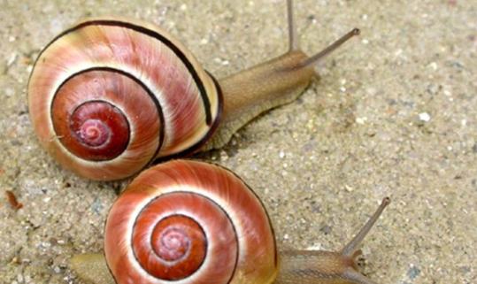 动物世界的生活方式,速度慢的动物世界