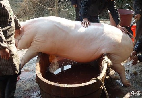 正宗东北酸菜血肠杀猪菜,正宗东北杀猪菜里面都有什么肉类