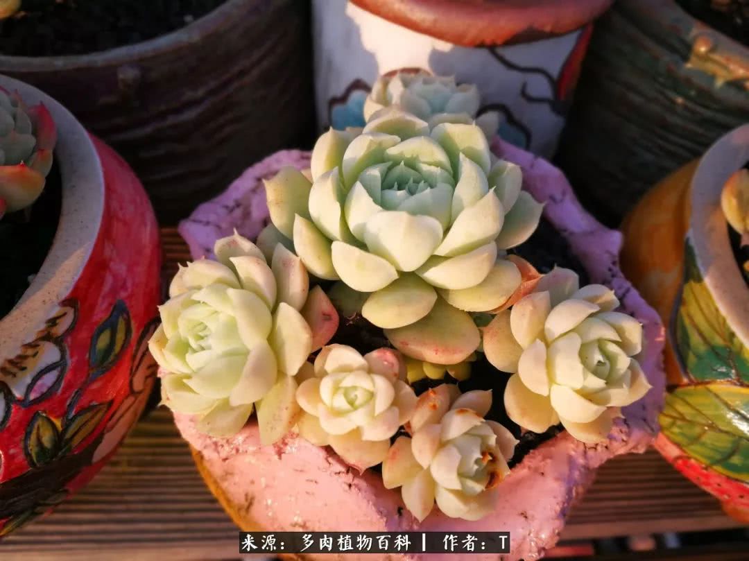 多肉还可以这样玩(上):八年养肉路剪影!