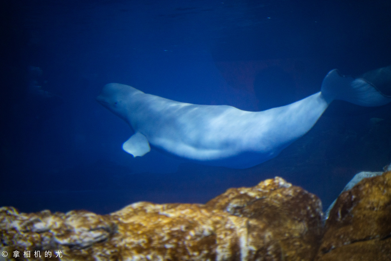 珠海横琴长隆海洋王国游玩全攻略,珠海长隆海洋王国跟香港海洋公园