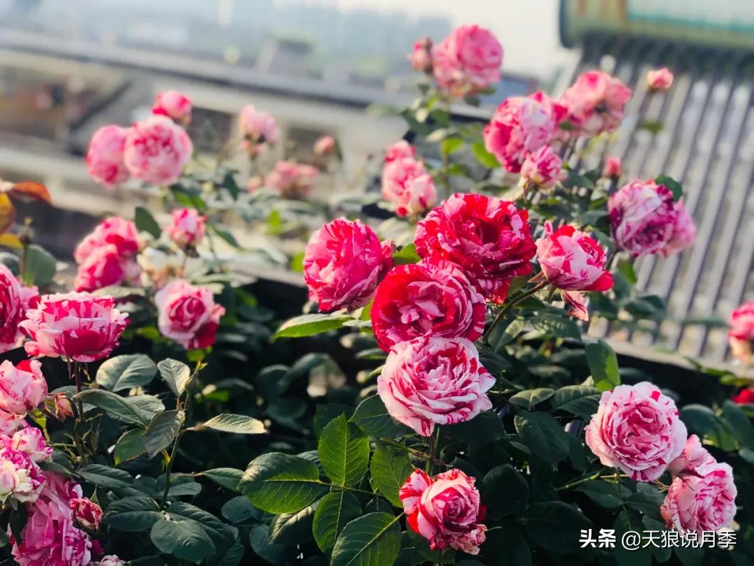 花友家的春花都开爆爆爆了，快来云赏花！（上）