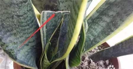 虎皮兰长出的新芽枯萎,虎皮兰叶片出现白色斑点