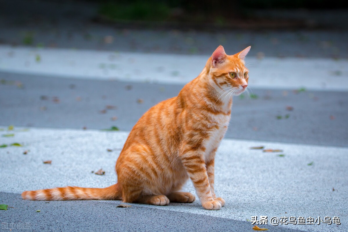室内适合养什么动物不花力气,萌巢室内动物园有什么动物