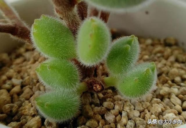 多肉爆侧芽怎么处理？看完这三种方法，你心里就有数了