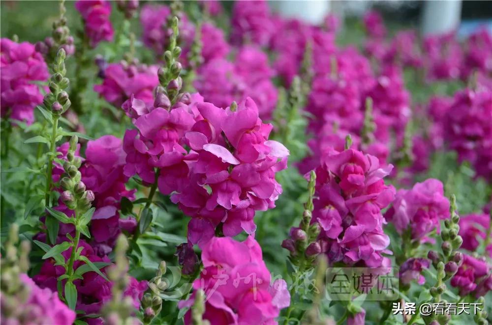 泸州四季花海开放了吗现在,泸州3月赏花胜地心花怒放在哪