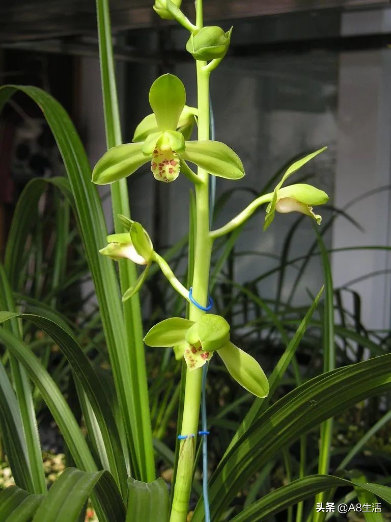 每日一兰花故事～中国兰花.惠兰名品.大一品