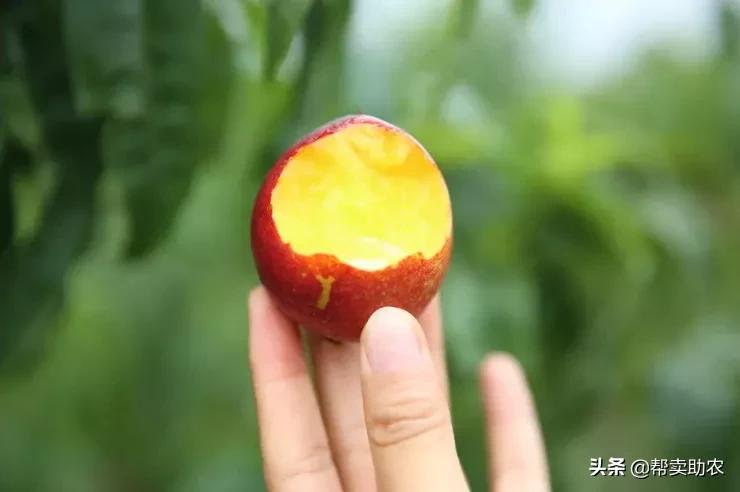 油桃脆甜多汁爽口,一口下去黄桃果肉绵密清爽冰沙