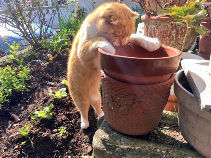 猫咪有几种特征说明它被你养熟了 (猫咪有四种行为就说明你养得很好)