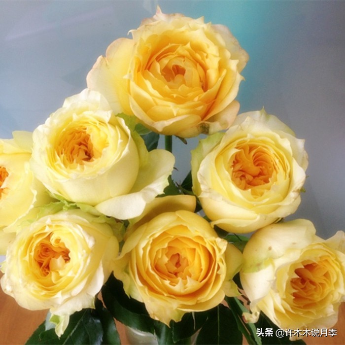 月季扦插发芽又枯萎是什么原因,月季扦插的都发芽了怎么就蔫了