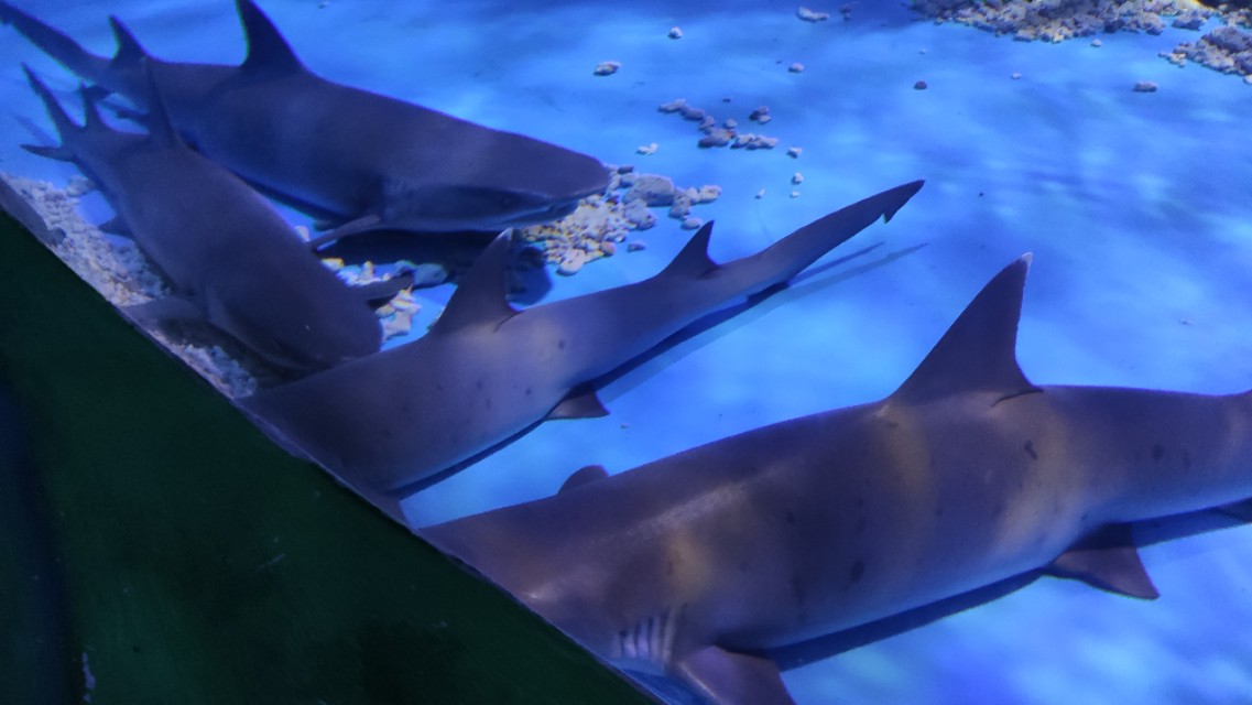 福州欧乐堡海洋世界家庭套票团购,福州欧乐堡海洋世界门票价格